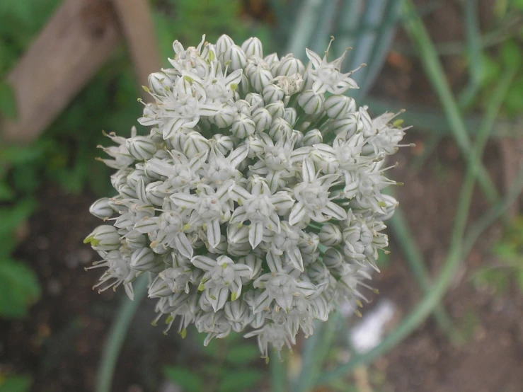 this is some white flowers near some bushes