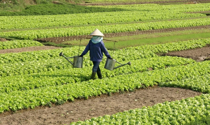 a woman in a blue jacket and straw hat stands in a green field