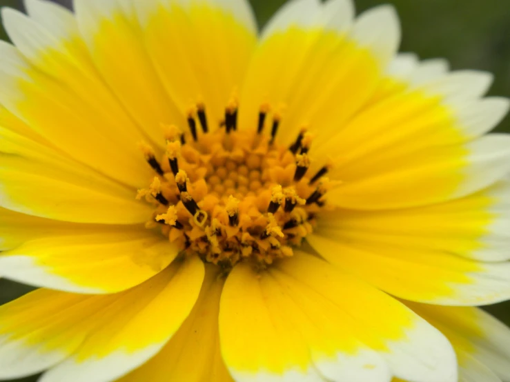 a yellow and white flower with the middle petale