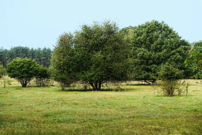 two elephants walk through a green pasture