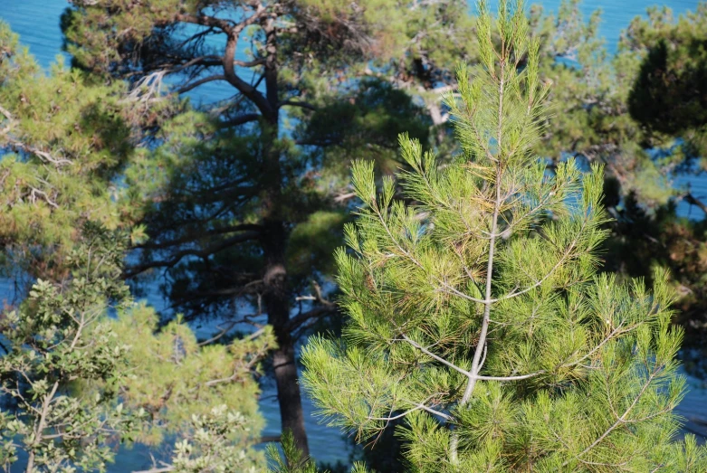 view from above of treetops next to water