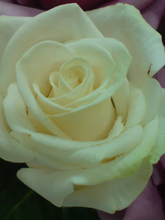 the petals of a white rose blossoming in bloom
