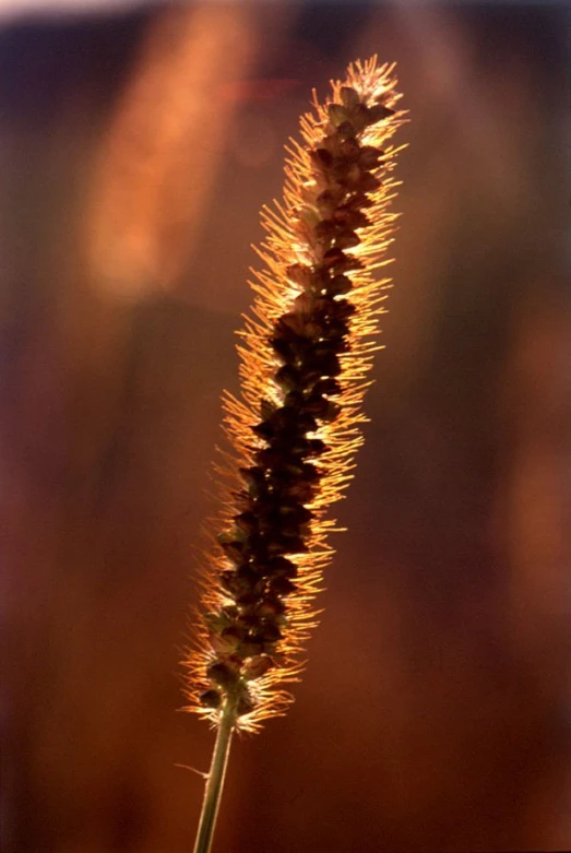 a tall flower sticking out of a vase