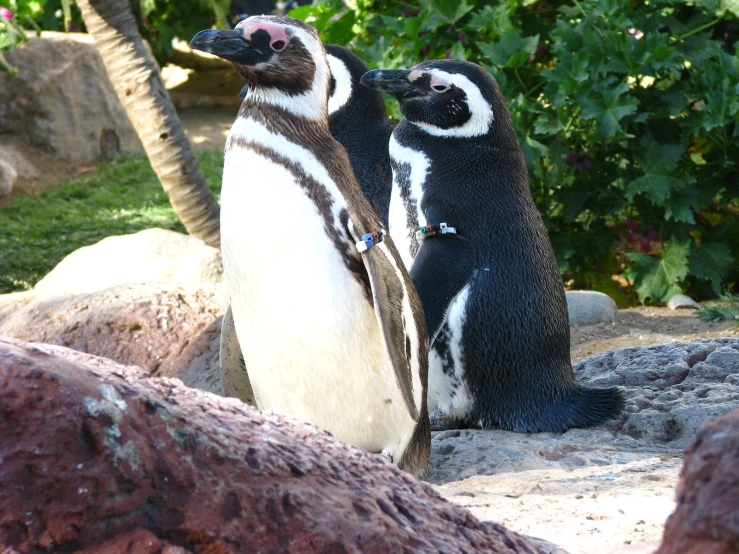 two penguins facing one another by some trees