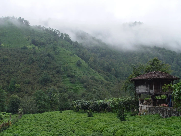 the hill area is very tall and green