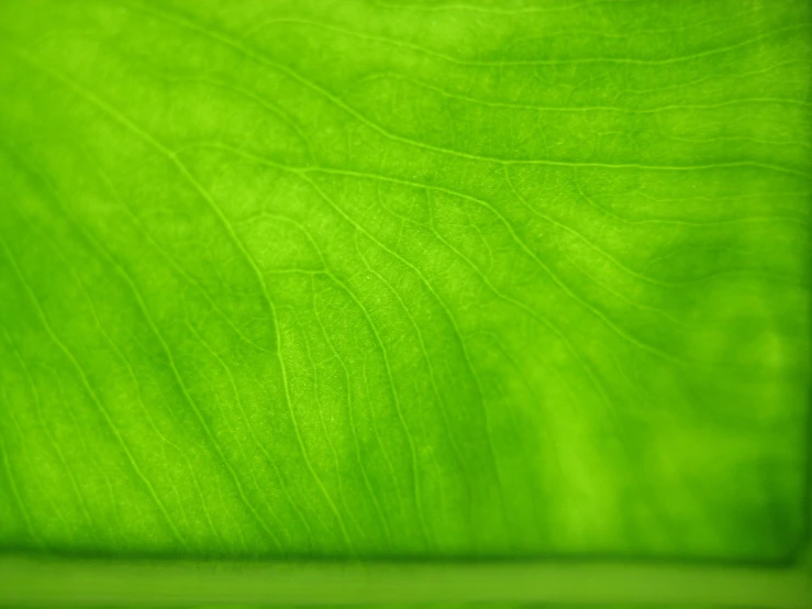 the underside of a green leaf that looks like a plant