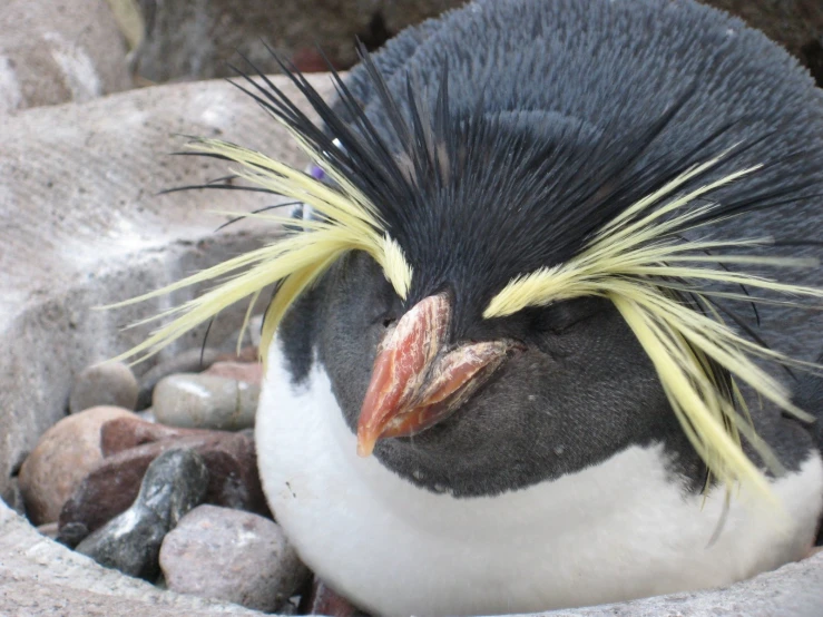 a penguin with yellow hair sitting on top of rocks