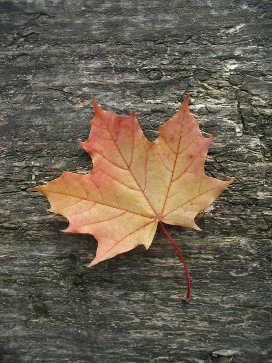 an orange leaf rests on a worn and weathered tree