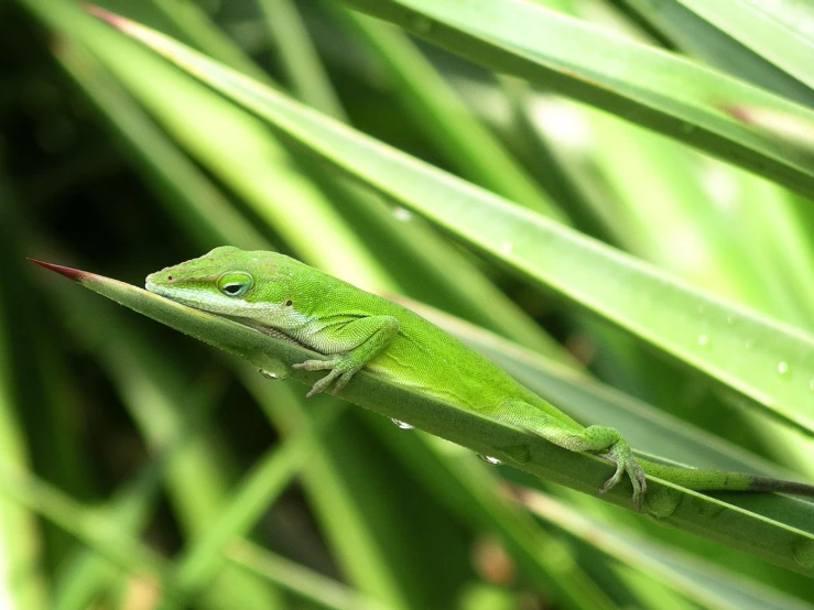 a small green lizard is sitting on a nch