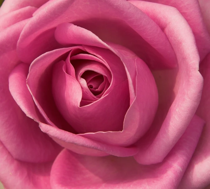 the center of a pink rose with its petals showing