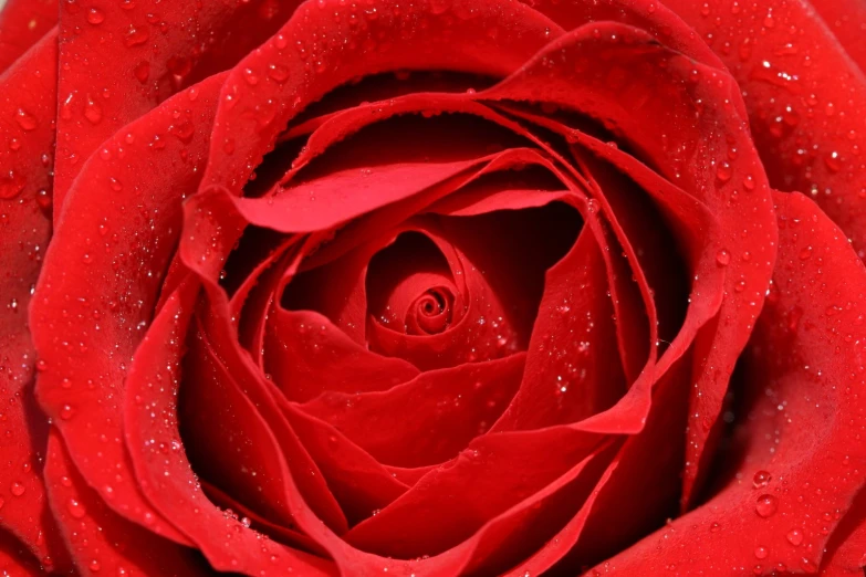 the top of a red rose with water droplets