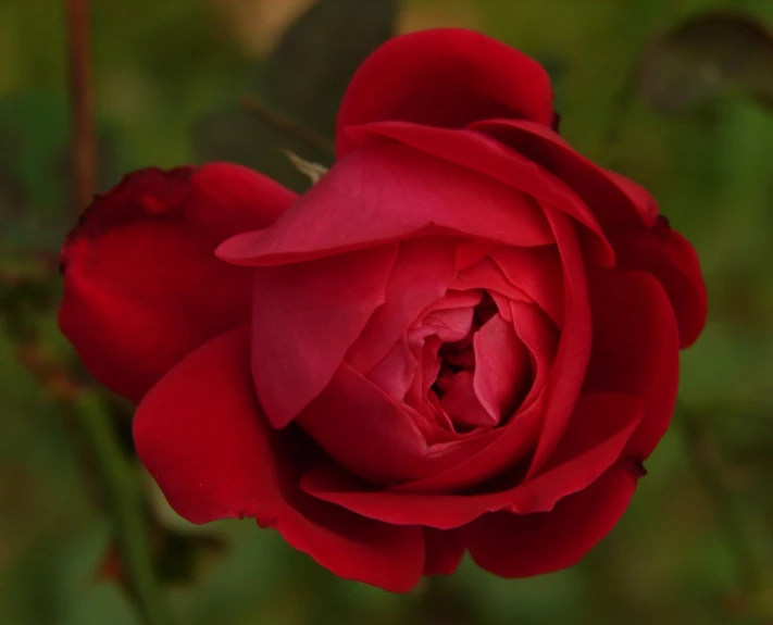 a red rose with green leaves is in full bloom