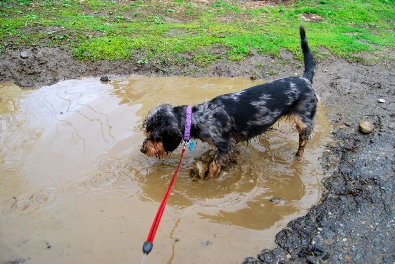 a black and brown dog standing in muddy area with a ball