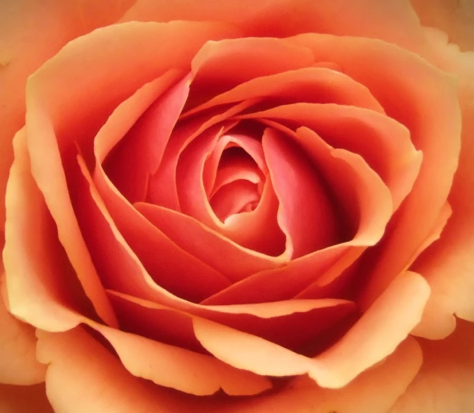an orange rose with white stems and petals