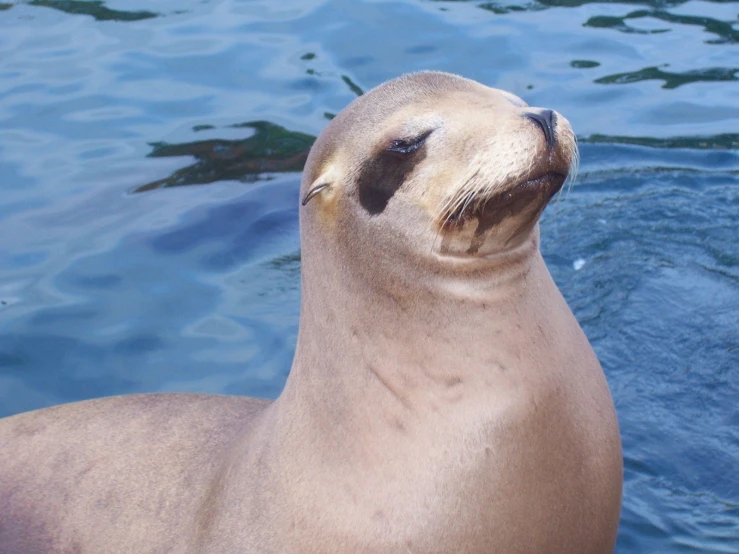 a sea lion is lounging in the water