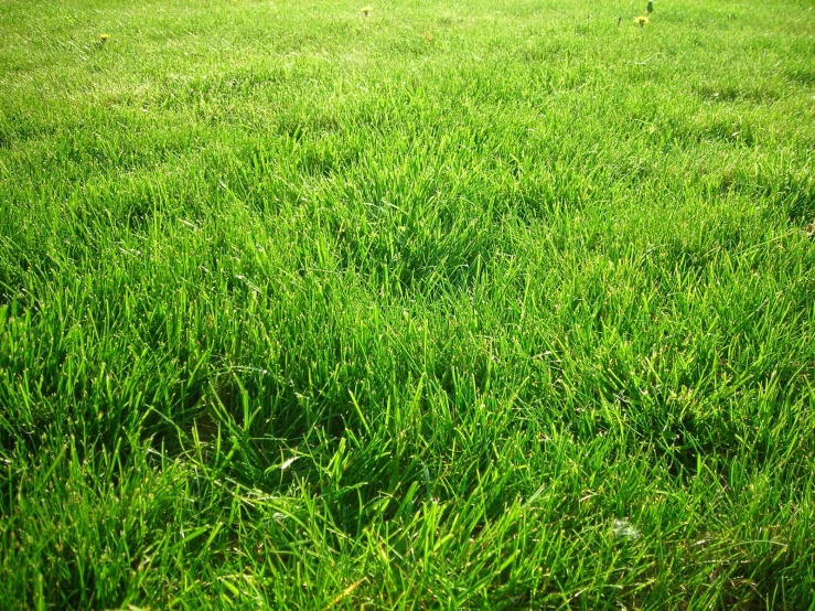 a grassy field with small trees on the side