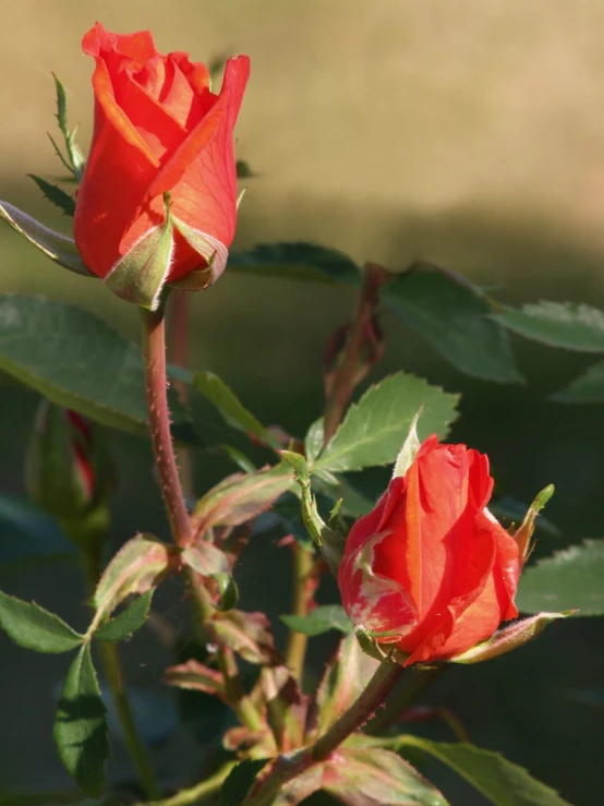 the flowers are red with brown tips