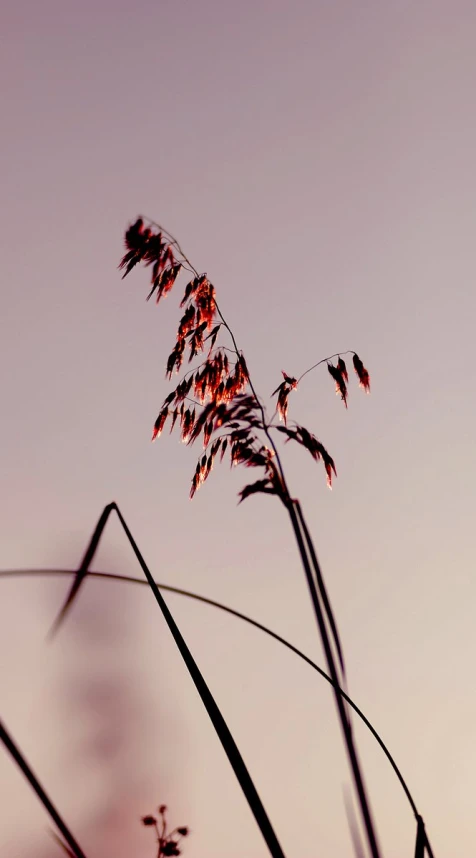 a field with tall grass against a purple sky