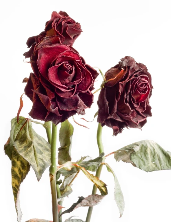 an up close view of two red roses in the day time