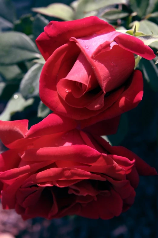 a large rose that has a big, flower bud on it