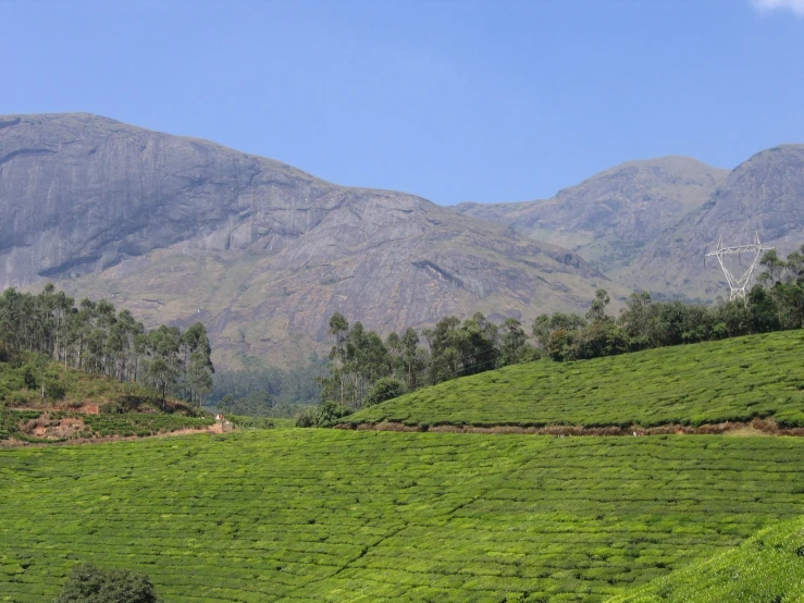 tea bush with mountains in the background