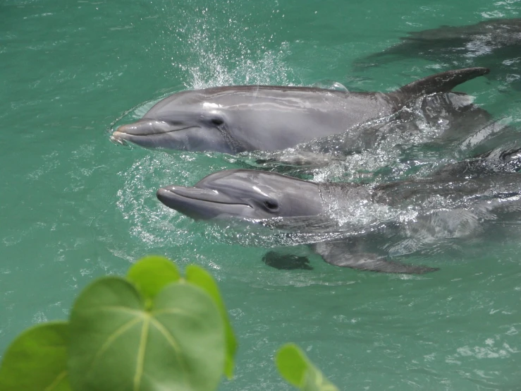 a pair of dolphins swimming on a body of water