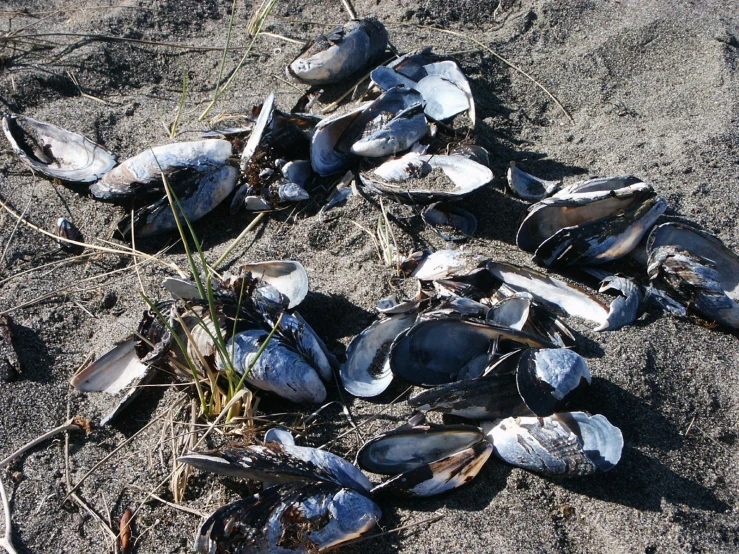 a number of shells lying on top of a beach