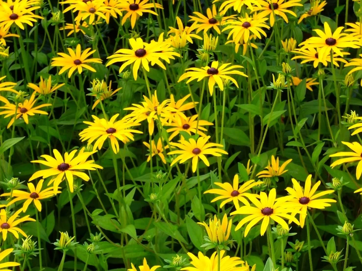 the colorful yellow flowers stand out in a very green field