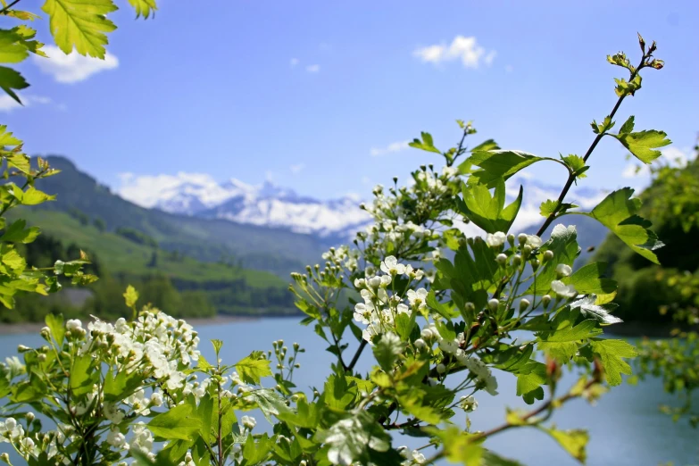 flowers in bloom are pictured near the water