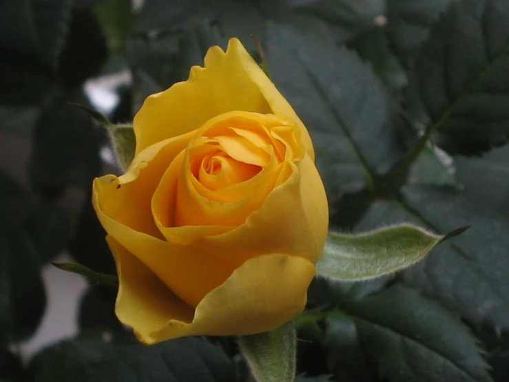 a yellow rose with green leaves in the background