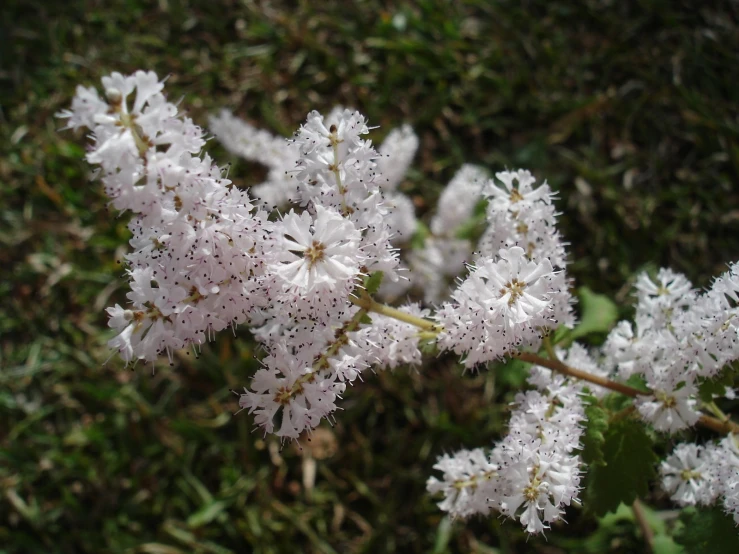 a closeup view of a bush of flowers