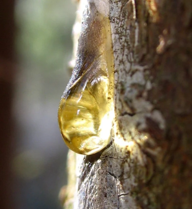 a large drop of honey on a tree trunk