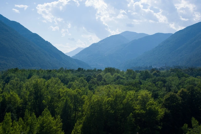 a bunch of trees with mountains behind them