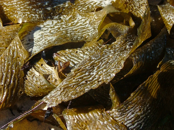 golden leafs on the ground, after fall