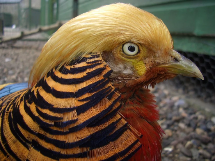 a chicken with bright yellow feathers with orange and black stripes