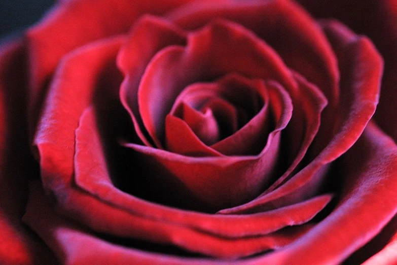 closeup of a red rose flower with a black background