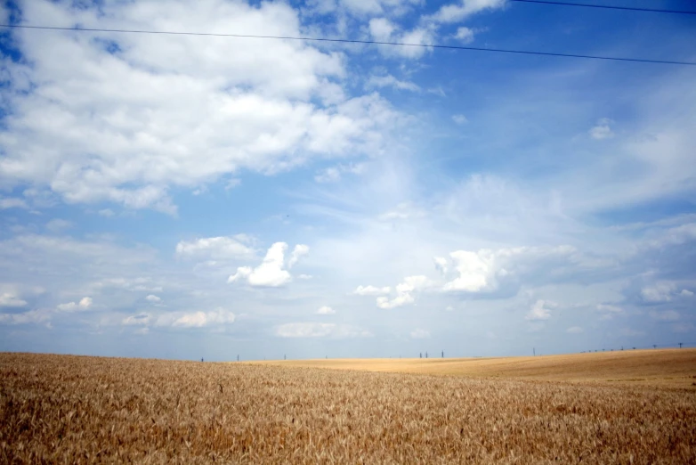 two people in a field flying a kite