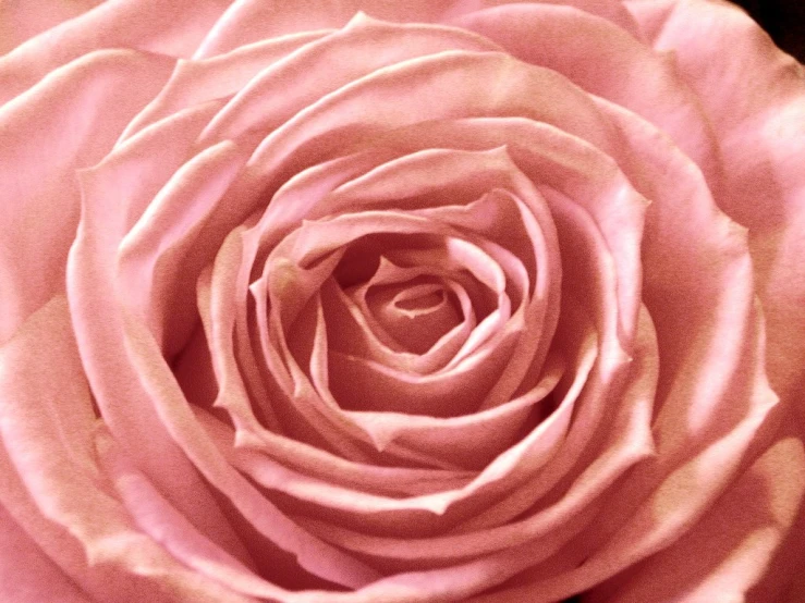 a close up of the center of a pink rose