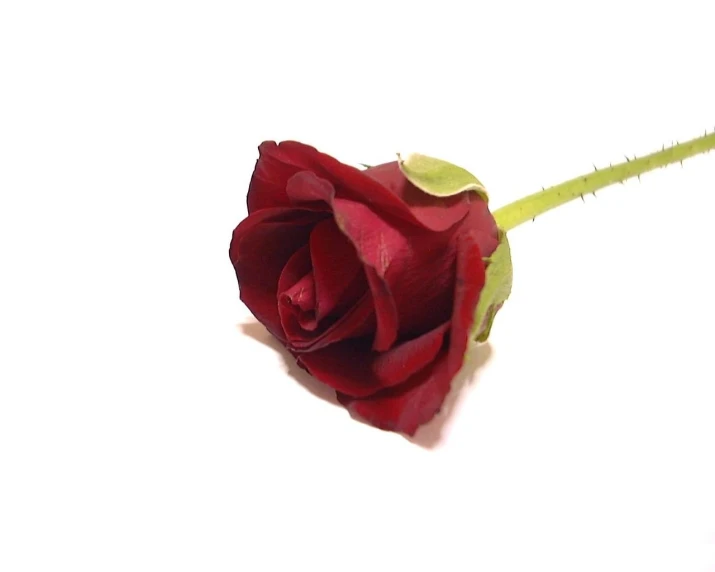 a single red rose bud laying on the ground