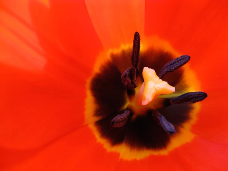 a close up view of the center of an orange tulip