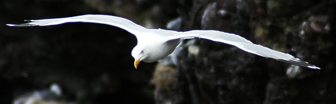 white bird flying close to a rocky surface