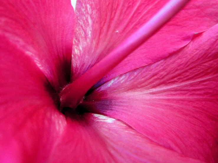 a large pink flower is blooming with it's petals