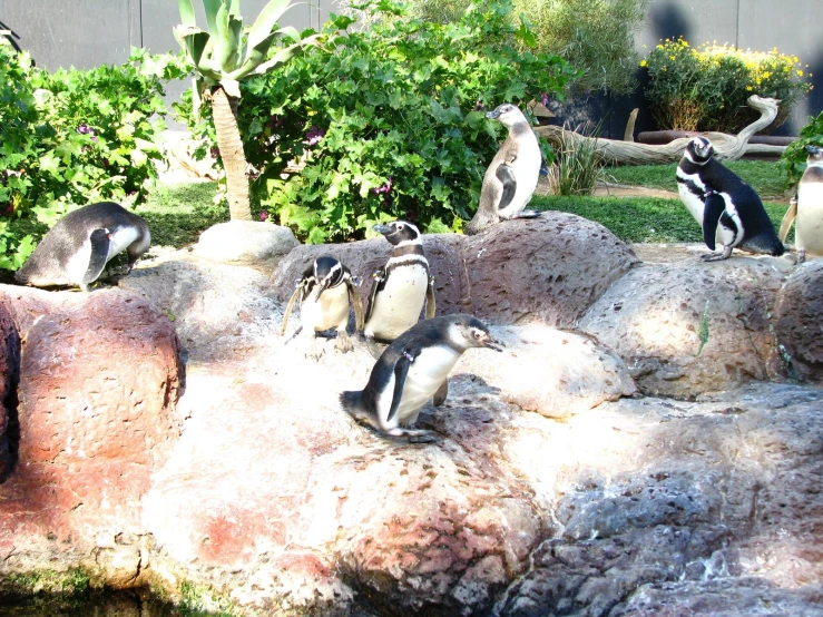 several penguins sitting on the rocks near a tree