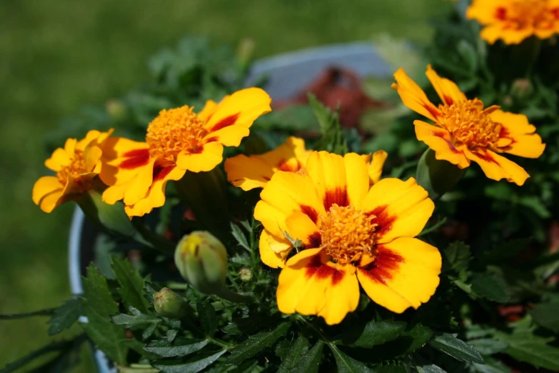 the flowers are yellow in color and have red spots