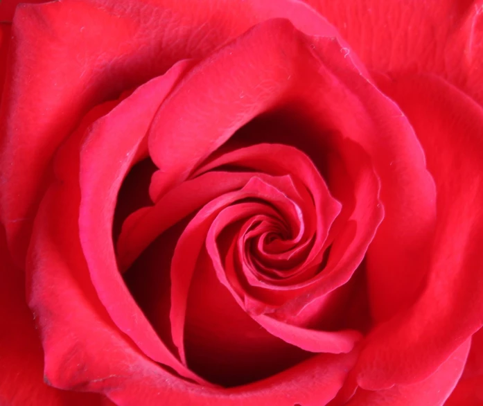 a close up view of a red rose's petals