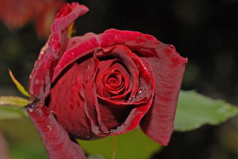 a beautiful red rose with water droplets on it