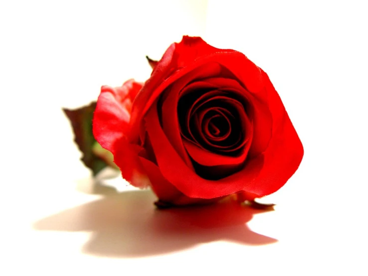 a single red rose with its stem slightly tilted