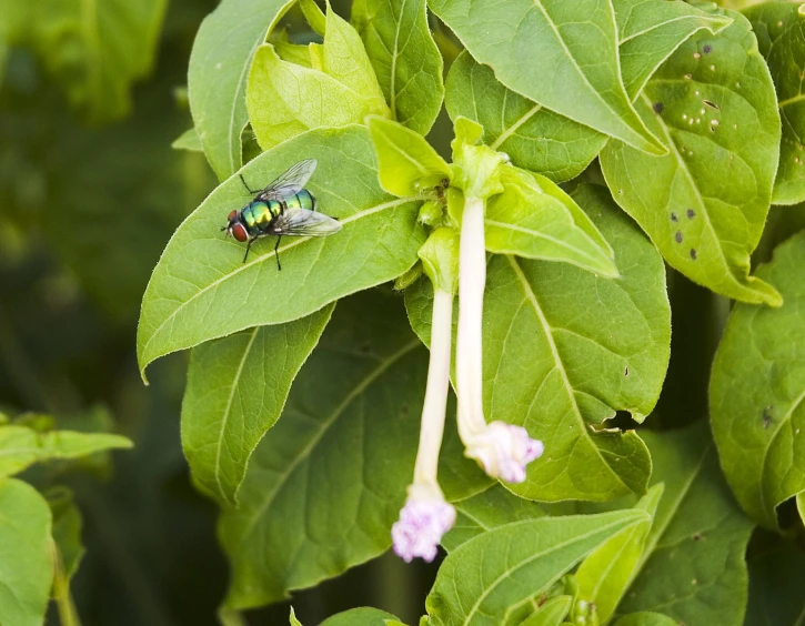 the fly is sitting on the green leaves