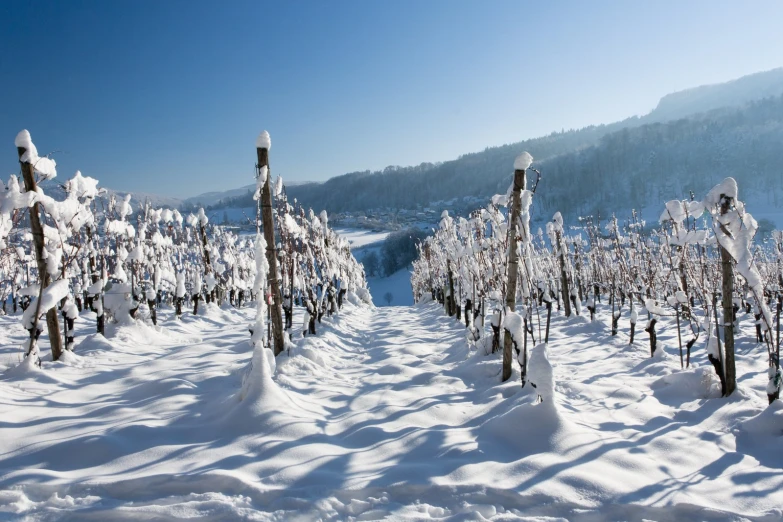 snow covered trees in the middle of a snowy forest