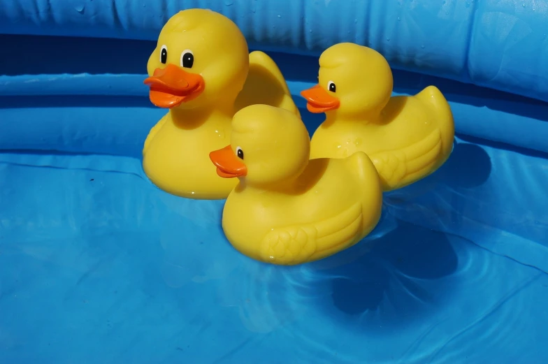 two yellow rubber duckies floating on a blue pool